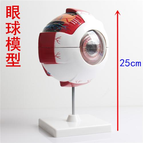 人体眼球模型 生物教学仪器 模型仿真 可拆卸设计